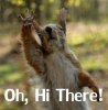 hi squirrel.jpg