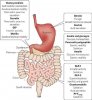 sharma-obesity-guthormones2.jpg