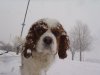 charlie in the snow.jpg