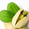 Pistachio4