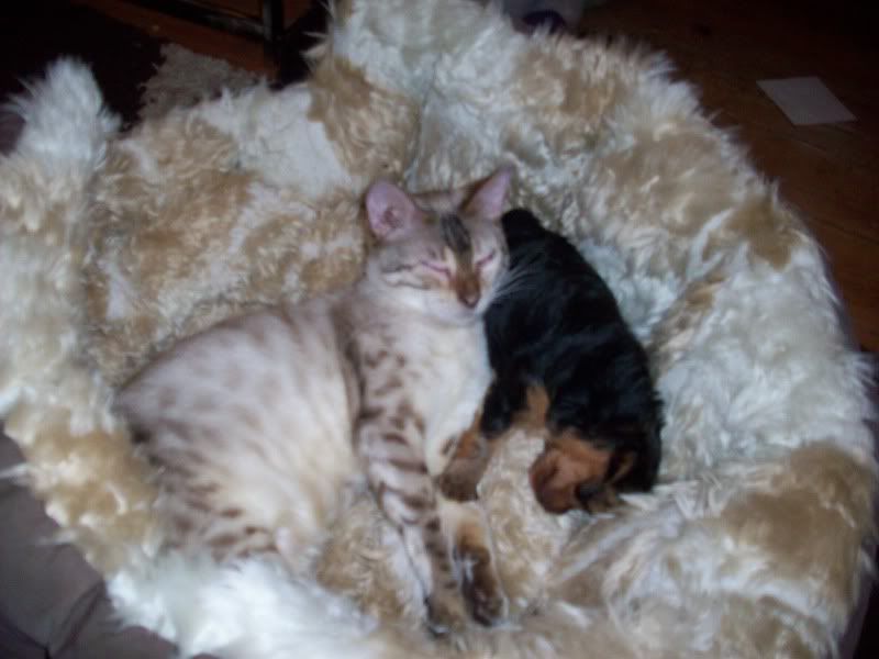 BENGALANDPUPPY002.jpg