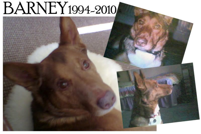 Barney.jpg