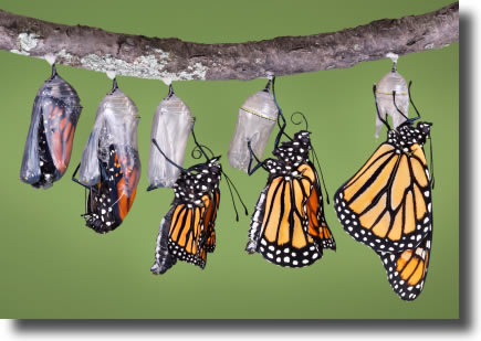 butterfly-emerging-from-chrysalis.jpg