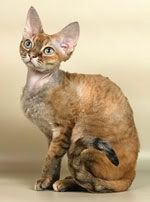 devonrex2.jpg