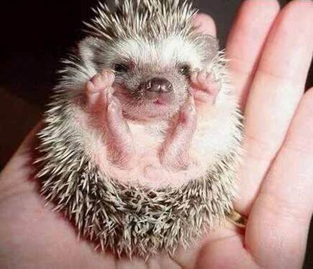 babyhedgehog_1.jpg