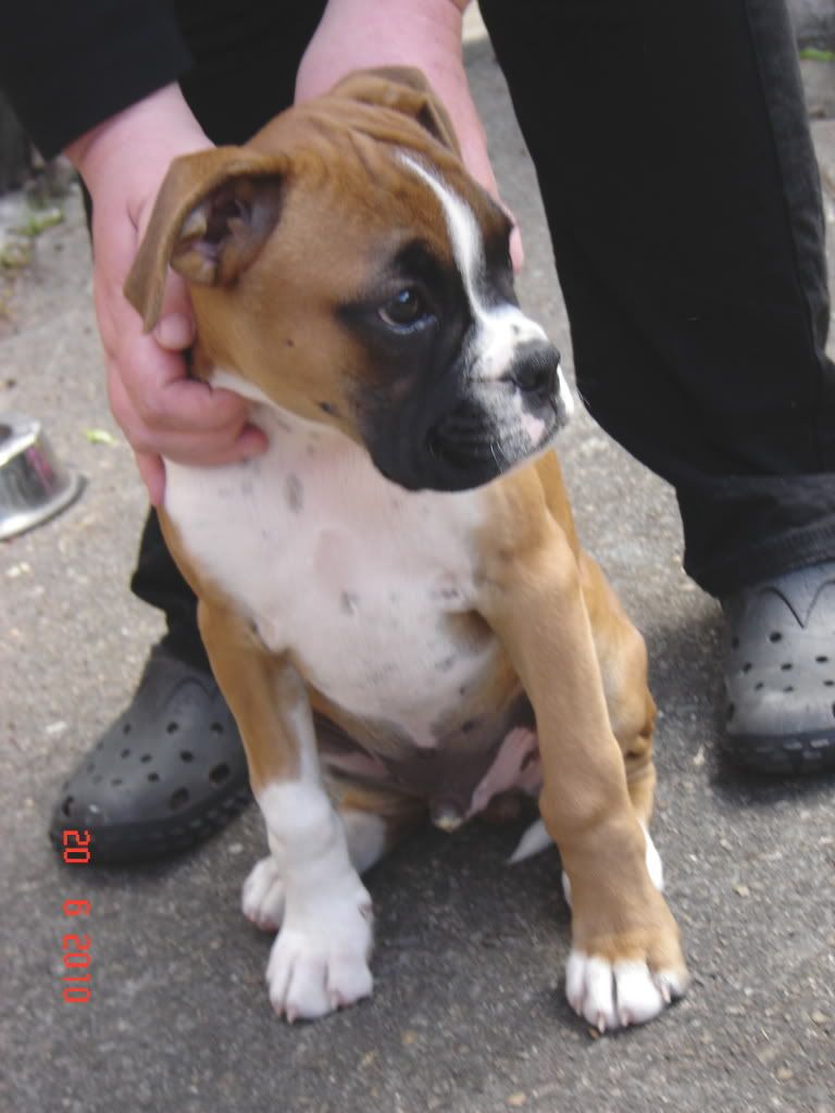 baxpup.jpg